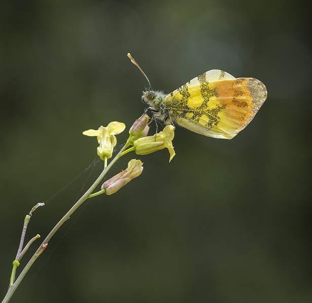 Spanish Butterfly_Peter Smith.jpg